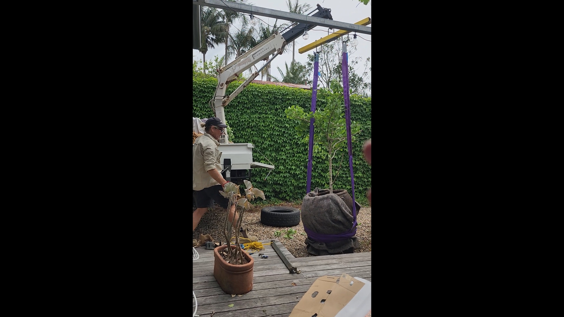 Ginko tree lifting
